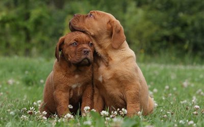 French Mastiff, puppies, brown small dogs, Dogue de Bordeaux, Bordeaux Mastiff, French dog
