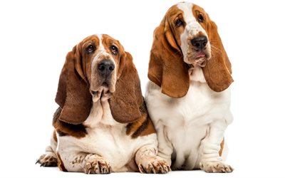 Basset Hound, English dogs, pets, long ears, dogs, 4k