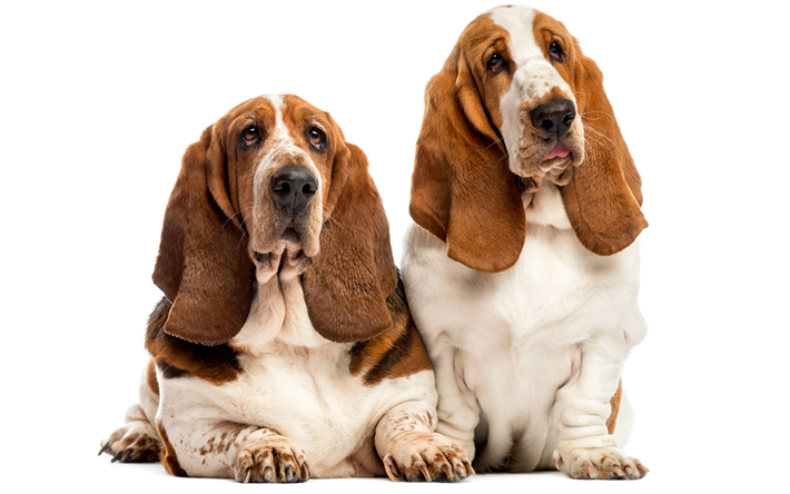 Basset Hound, anglais, chiens, animaux de compagnie, de longues oreilles, des chiens, 4k