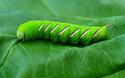 green caterpillar, future butterfly, green leaf, Laothoe populi
