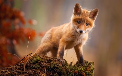 small fox, forest, wildlife, predators, foxes