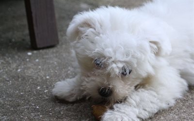 Bichon Frise, 4к, white fluffy dog, pets, dogs, little dog