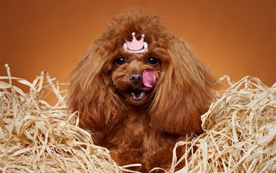poodle, brown curly dog, princess, pets, dogs