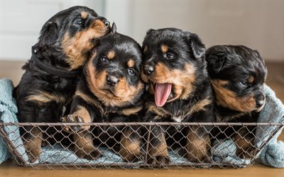 Rottweiler, Puppies, domestic dog, 4k, quartet, cute animals, small dogs