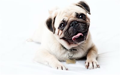 pug, 4k, pets, cute animals, dogs, puppy, Canis lupus familiaris