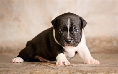 Staffordshire Bull Terrier, small puppy, white black puppy, small dog, pets, 4k