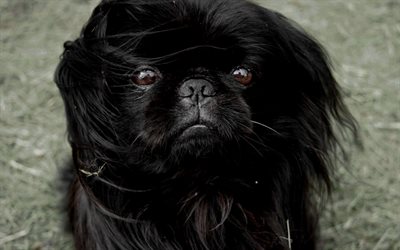 black pekingese, 4k, muzzle, cute animals, dogs, pekingese, pets, Pekingese Dog, Lion Dogs
