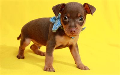Toy Terrier, brown puppy, small cute dogs, pets, decorative dogs