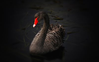 black swan, birds, lake, wildlife, swans