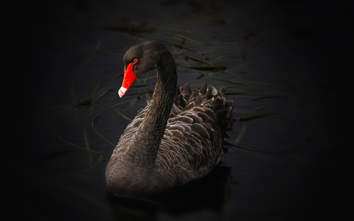 cygne noir, les oiseaux, le lac, la faune, les cygnes