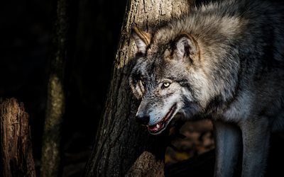 wolf, predator, forest, forest inhabitants, wildlife