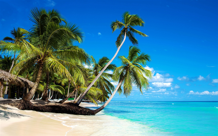 熱帯の島, ビーチ, ヤシの木, 夏季休業, 旅行, 海洋