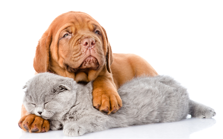 Bordeaux Dogue, French Mastiff, British shorthair cat, cat and dog, puppy and kitten, cute animals, friendship concepts, Dogue de Bordeaux