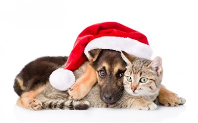 少しドイツの羊飼い, 子犬や子猫, クリスマス, 友達, 犬-猫, かわいい動物たち, ペット, 猫, 犬