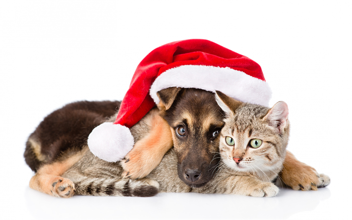 little german shepherd, puppy and kitten, christmas, friends, cat and dog, cute animals, pets, cats, dogs
