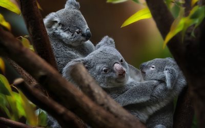 koala, marsupial, gris koala, Australia, bosque, Phascolarctidae