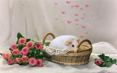 conejillo de indias, animales lindos, cesta, rosas de color rosa, blanco conejillo de indias