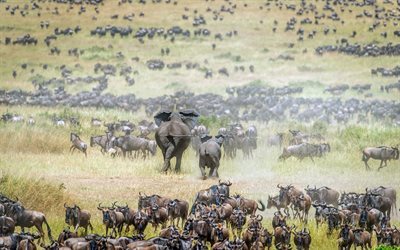 elephants, wildlife, elephant, wildebeest, Africa, field, Connochaetes