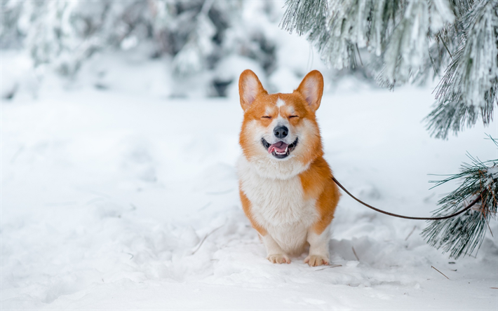 Welsh Corgi, jengibre perro, invierno, nieve, bosque, mascotas, perros, razas de perros, 4k