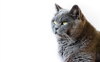 british shorthair cat, pets, portrait, beautiful gray cat, cat breeds