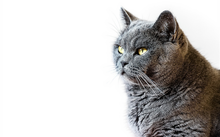 brittil&#228;inen lyhytkarva kissa, lemmikit, muotokuva, kaunis harmaa kissa, kissaroduista