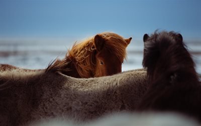 Icelandic Horse, close-up, horses, beach, wildlife, Iceland