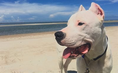 Argentine Dogo, 4k, beach, cute animals, pets, dogs, Argentinian Mastiff, Argentine Dogo Dogs