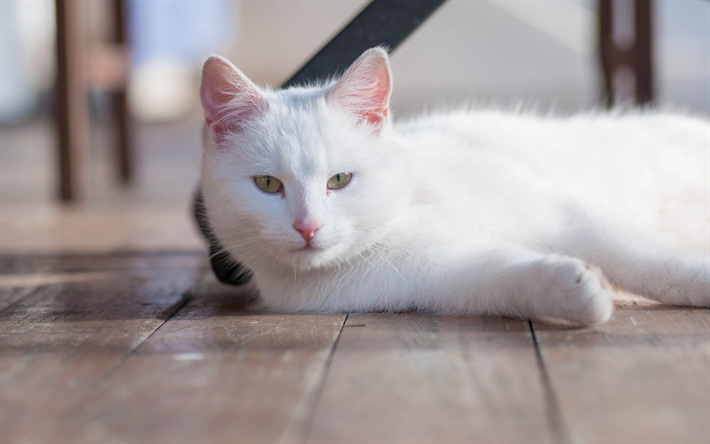 gato blanco, mascotas, animales de pelo corto gatos, la pereza, de ojos verdes