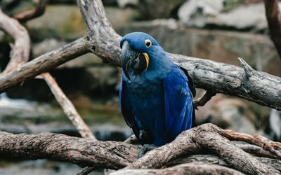 4k, Hyacinth macaw, branches, blue parrot, macaw, parrots, Anodorhynchus hyacinthinus
