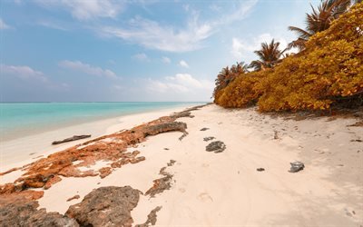 Malediivit, ranta, ocean, trooppinen saari, golden pensaat, palmuja, azure rannikolla