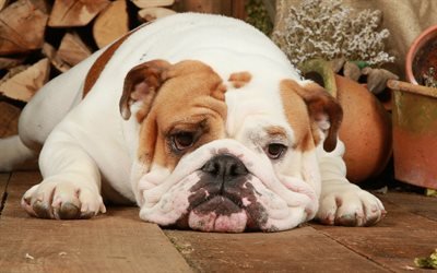 4k, englische bulldogge, lustige hund, niedliche tiere, haustiere, englische bulldogge hund