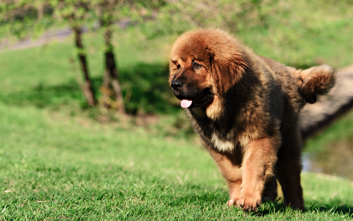 Tibetan Mastiff Dogs, 4k, brown dog, pets, big dogs, lawn, Tibetan Mastiff