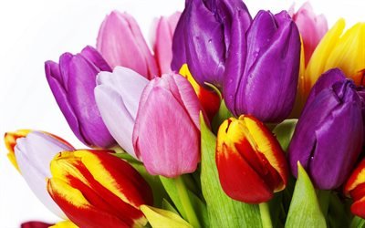 tulipes color&#233;es, printemps, toutes nos f&#233;licitations, un bouquet de tulipes, fleurs de printemps
