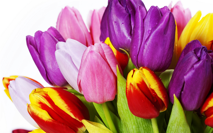 coloridas tulipas, primavera, parabens, um buqu&#234; de tulipas, flores da primavera