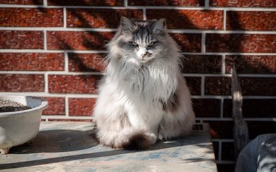 Norwegian Forest cat, fluffy cat, gray cat, pets, breed fluffy cats