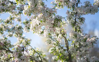 cerisiers en fleurs, printemps, bleu, ciel, les arbres, les fleurs de printemps