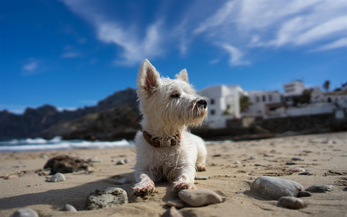 West Highland White Terrier, un piccolo cane bianco, spiaggia, sabbia, animali domestici, ricci cani, cucciolo
