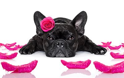 franz&#246;sische bulldogge, 4k, lila, rose, hund mit blumen, haustiere, schwarze franz&#246;sische bulldogge, hunde, niedliche tiere, franz&#246;sische bulldogge hund