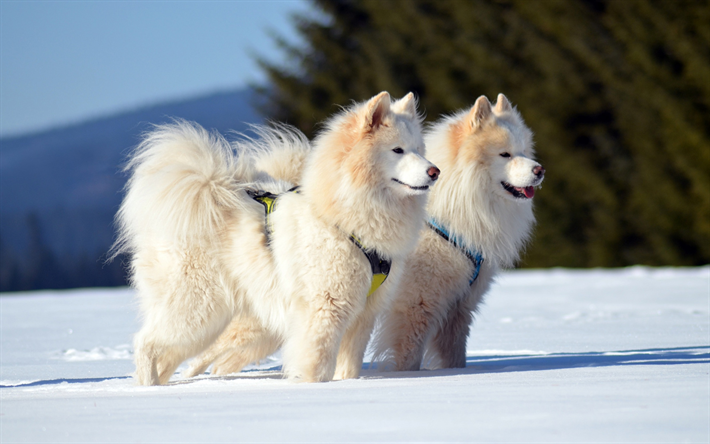 Samojed, vinter, vita fluffiga hundar, husdjur, s&#246;ta djur, hundar