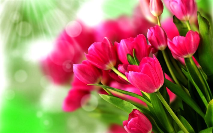 pink tulips, macro, bokeh, bouquet of tulips, pink flowers, tulips