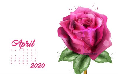 2020 Calendario de abril, rosa grunge rosa, 2020 primavera calendarios de 2020, los conceptos, las rosas, abril de 2020 Calendario