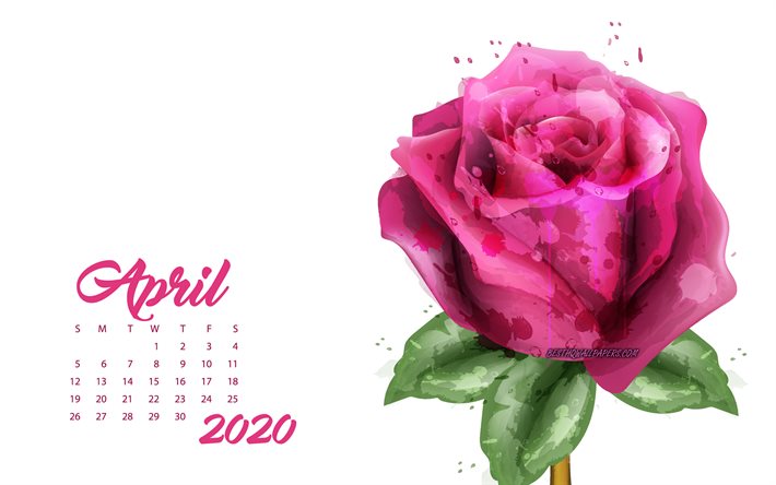 2020 Calendario di aprile, rosa grunge rosa, 2020 primavera calendari, 2020 concetti, rose, aprile 2020 Calendario