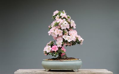bonsa&#239;, un petit arbre avec des fleurs, des japonais de l&#39;arbre, l&#39;arbre avec des fleurs