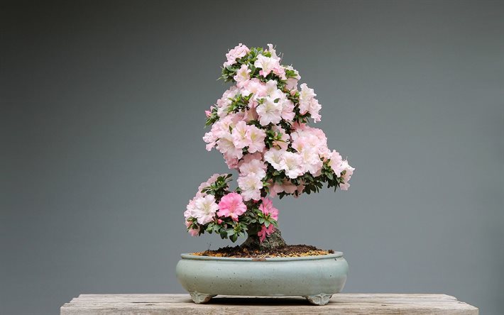 bonsai, pieni puu kukkia, japanilainen puu, puun kukkia