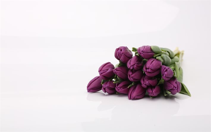violet fonc&#233; tulipes, fleurs, tulipes, fleurs de printemps, les tulipes sur fond blanc, bouquet de tulipes