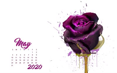 &#197;r 2020 Kan Kalender, maroon grunge rose, 2020 v&#229;ren kalendrar, 2020 begrepp, rosor, Maj 2020 Kalender