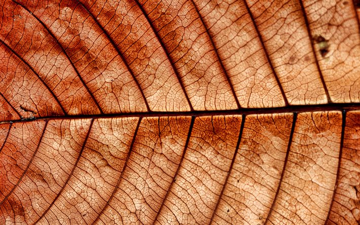 4k, brown leaves texture, close-up, plant textures, leaves, brown backgrounds, leaves texture, brown leaves, brown leaf, macro, leaf pattern, leaf textures