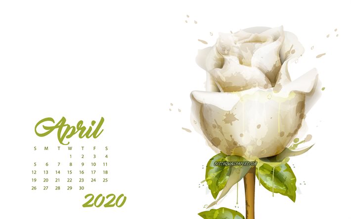 2020 Abril De Calend&#225;rio, rosa branca, Abril, 2020 primavera calend&#225;rios, 2020 conceitos, rosas, Abril 2020 Calend&#225;rio