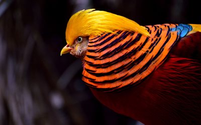 Faisan d&#39;or, 4k, oiseaux color&#233;s, close-up, - Chrysolophus pictus