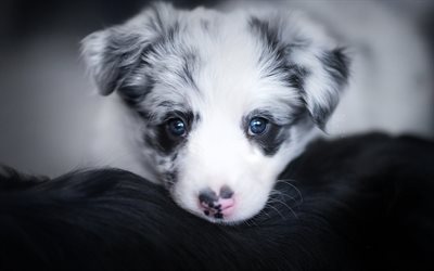 Border Collie, small puppy, blue eyes, cute animals, dogs, pets